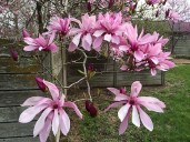 magnolia-hybrida-susan3-450x450 — копия